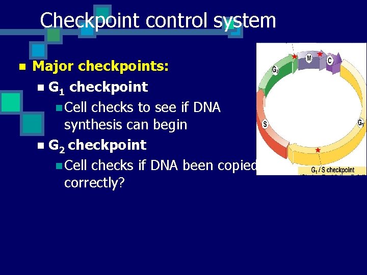 Checkpoint control system n Major checkpoints: n G 1 checkpoint n Cell checks to