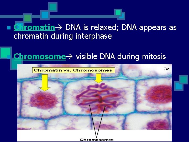 n Chromatin DNA is relaxed; DNA appears as chromatin during interphase n Chromosome visible