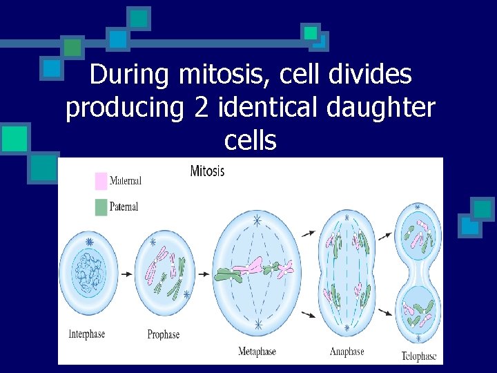 During mitosis, cell divides producing 2 identical daughter cells 