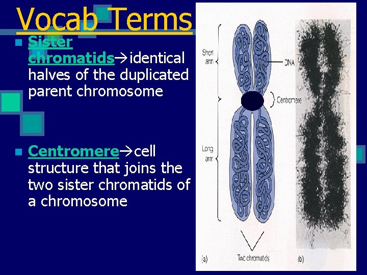 Vocab Terms n Sister chromatids identical halves of the duplicated parent chromosome n Centromere