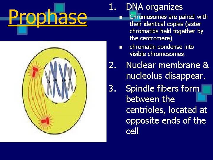 Prophase 1. DNA organizes n n 2. 3. Chromosomes are paired with their identical