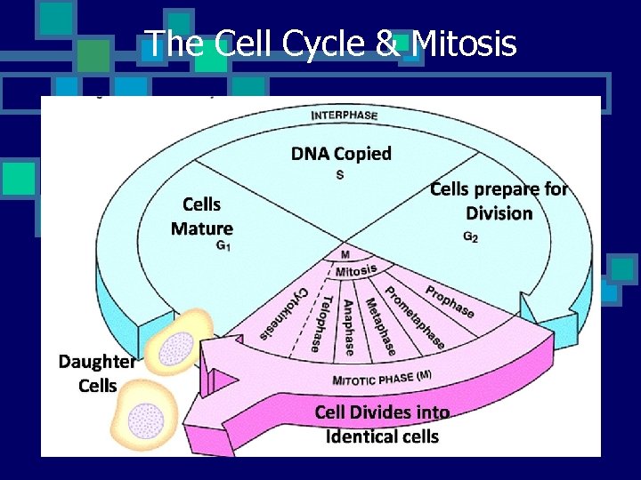 The Cell Cycle & Mitosis 