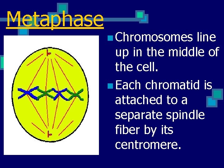 Metaphase n Chromosomes line up in the middle of the cell. n Each chromatid