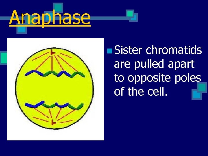Anaphase n Sister chromatids are pulled apart to opposite poles of the cell. 