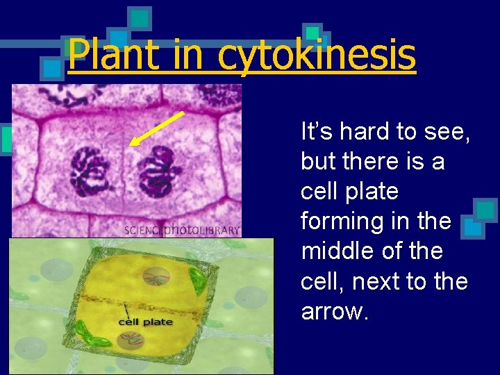 Plant in cytokinesis It’s hard to see, but there is a cell plate forming