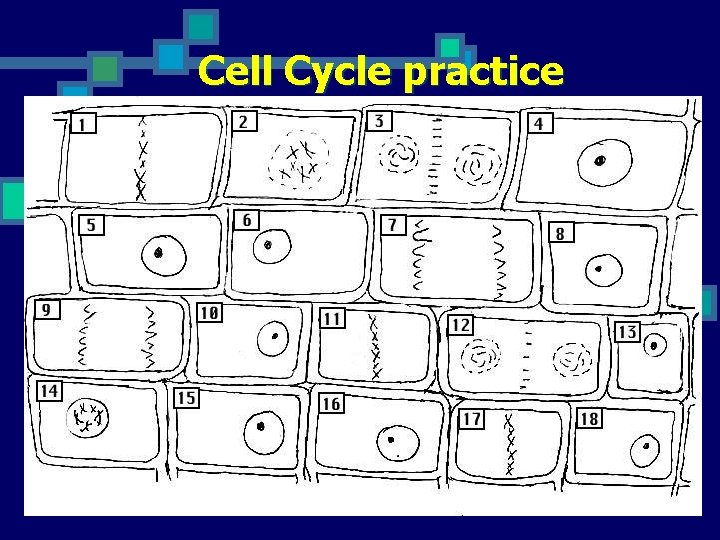 Cell Cycle practice 