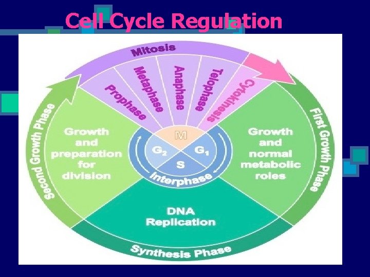 Cell Cycle Regulation 