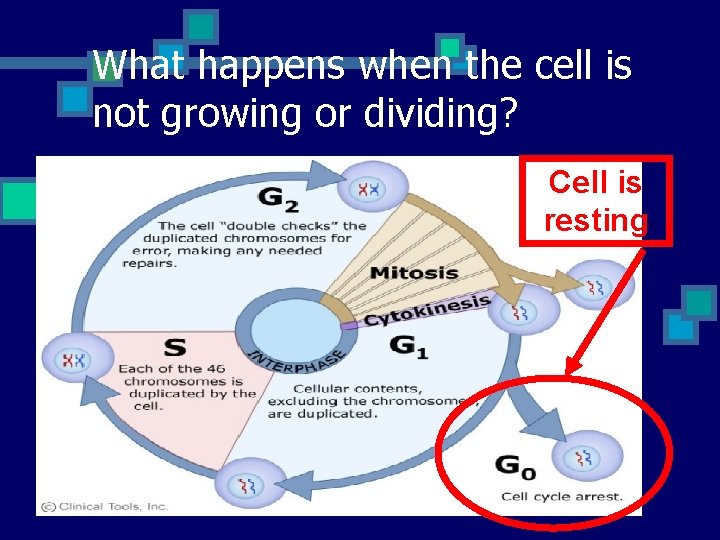 What happens when the cell is not growing or dividing? Cell is resting 