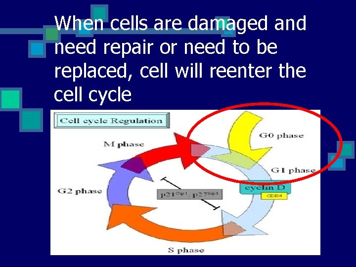 When cells are damaged and need repair or need to be replaced, cell will