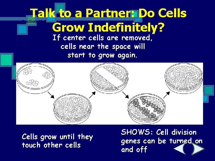 Talk to a Partner: Do Cells Grow Indefinitely? Section 10 -3 If center cells