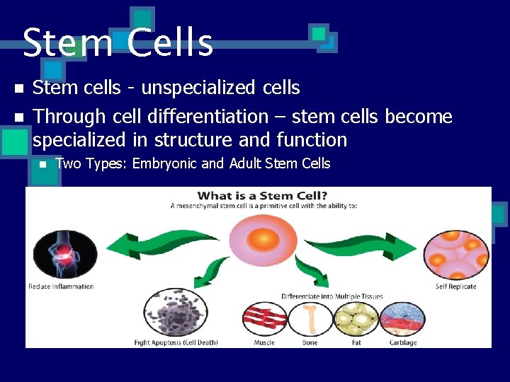 Stem Cells n n Stem cells - unspecialized cells Through cell differentiation – stem