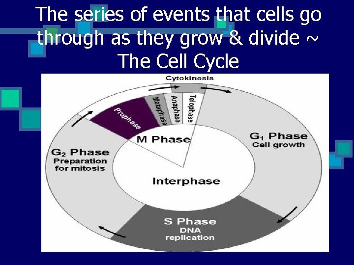 The series of events that cells go through as they grow & divide ~