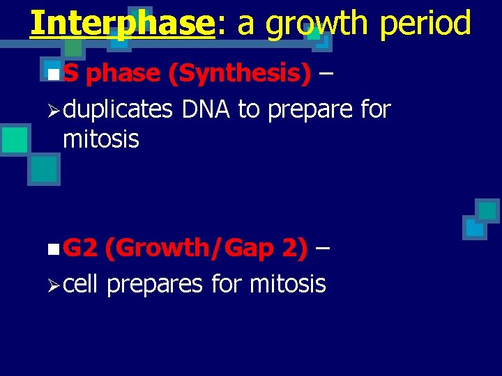 Interphase: a growth period n. S phase (Synthesis) – Øduplicates DNA to prepare for