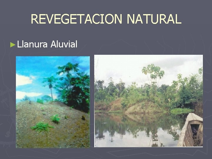REVEGETACION NATURAL ► Llanura Aluvial 