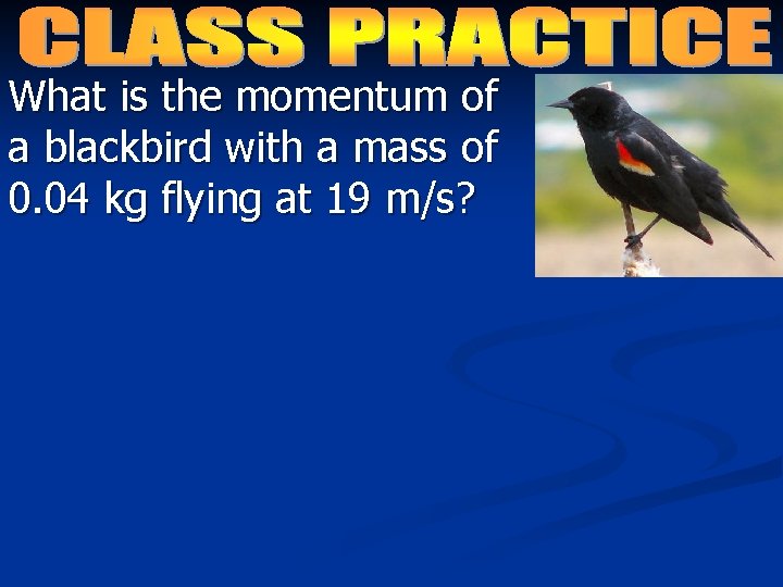 What is the momentum of a blackbird with a mass of 0. 04 kg