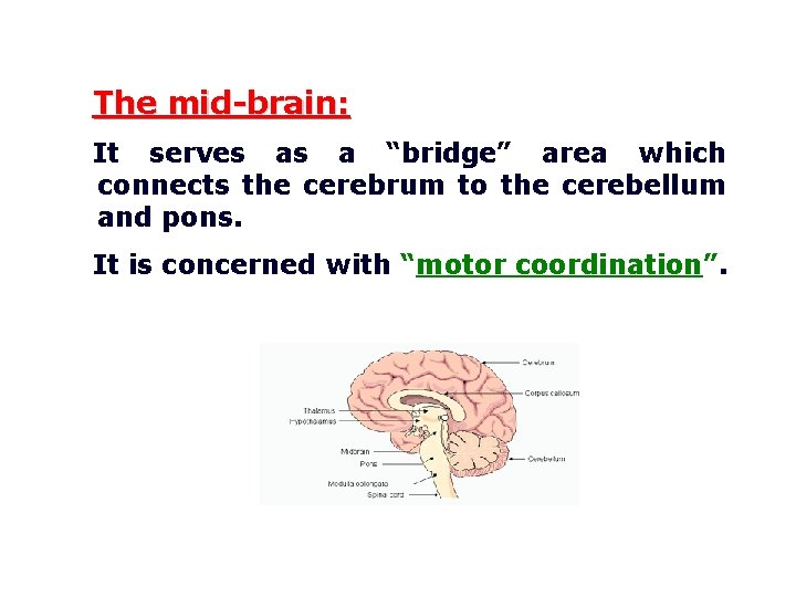 The mid-brain: It serves as a “bridge” area which connects the cerebrum to the