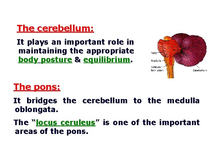 The cerebellum: It plays an important role in maintaining the appropriate body posture &