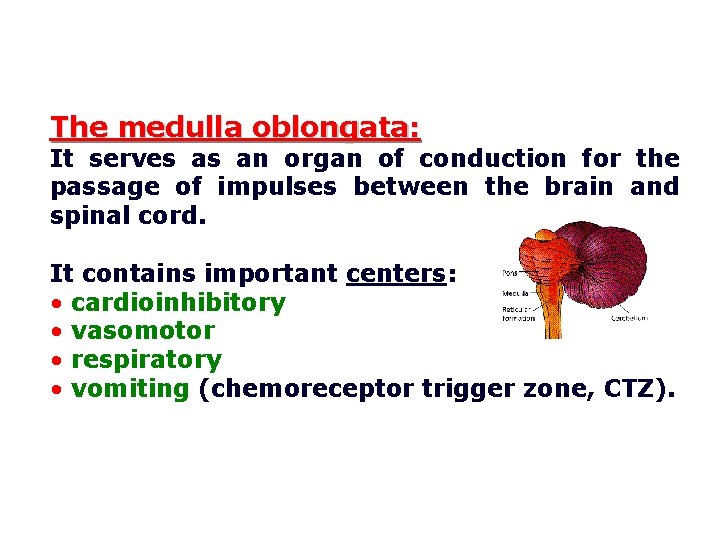 The medulla oblongata: It serves as an organ of conduction for the passage of
