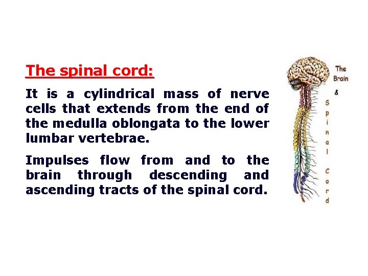 The spinal cord: It is a cylindrical mass of nerve cells that extends from