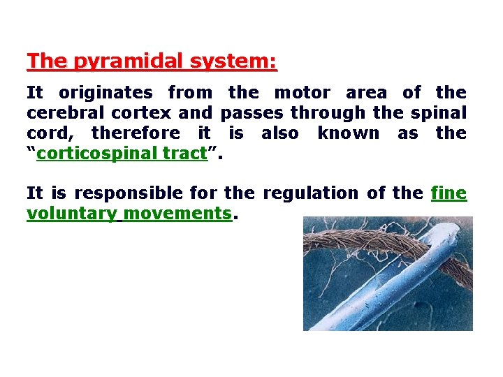 The pyramidal system: It originates from the motor area of the cerebral cortex and