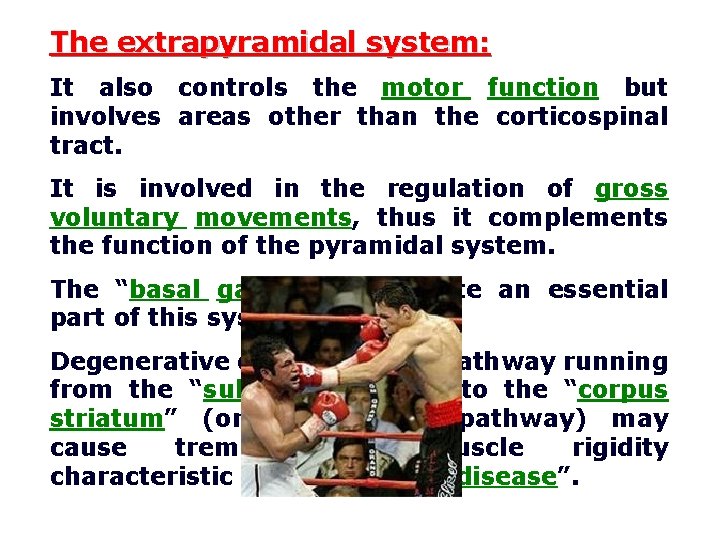 The extrapyramidal system: It also controls the motor function but involves areas other than