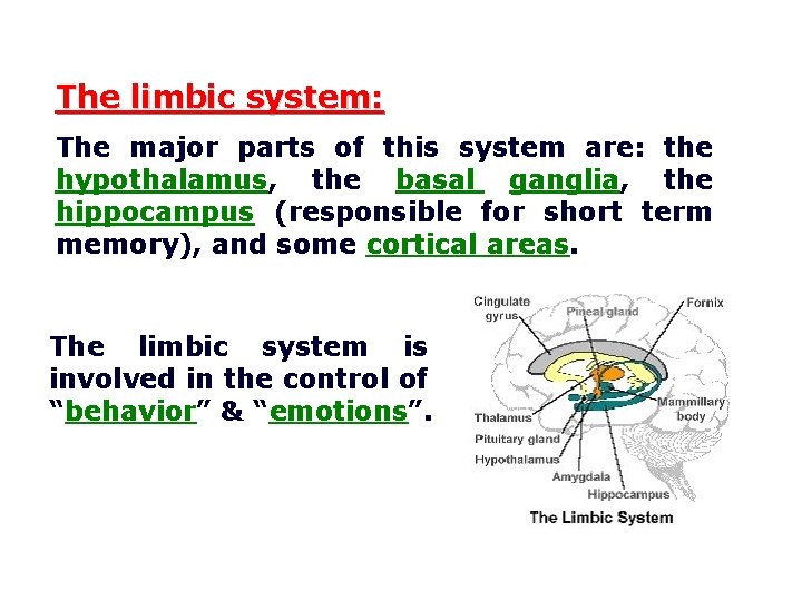 The limbic system: The major parts of this system are: the hypothalamus, the basal