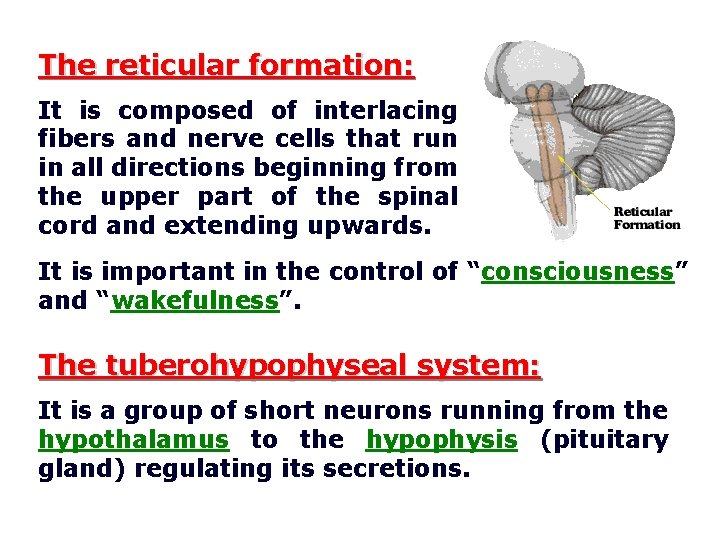 The reticular formation: It is composed of interlacing fibers and nerve cells that run