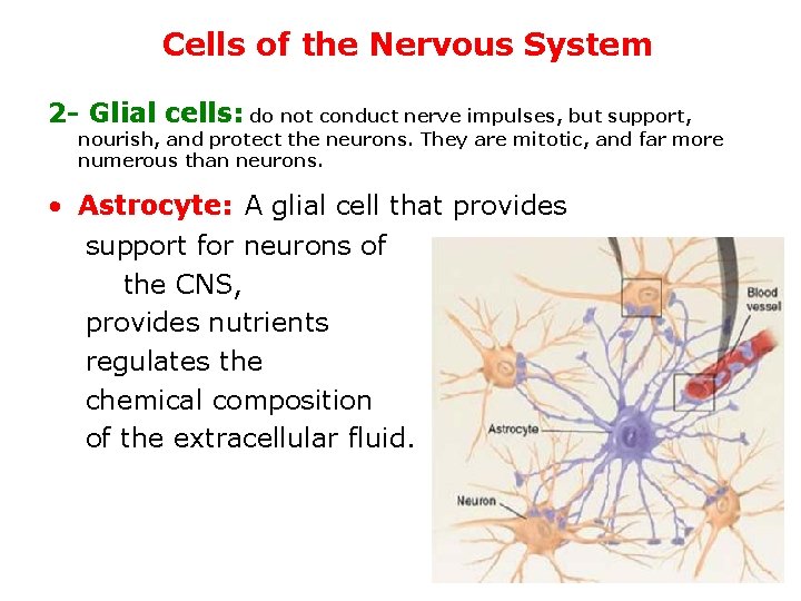 Cells of the Nervous System 2 - Glial cells: do not conduct nerve impulses,