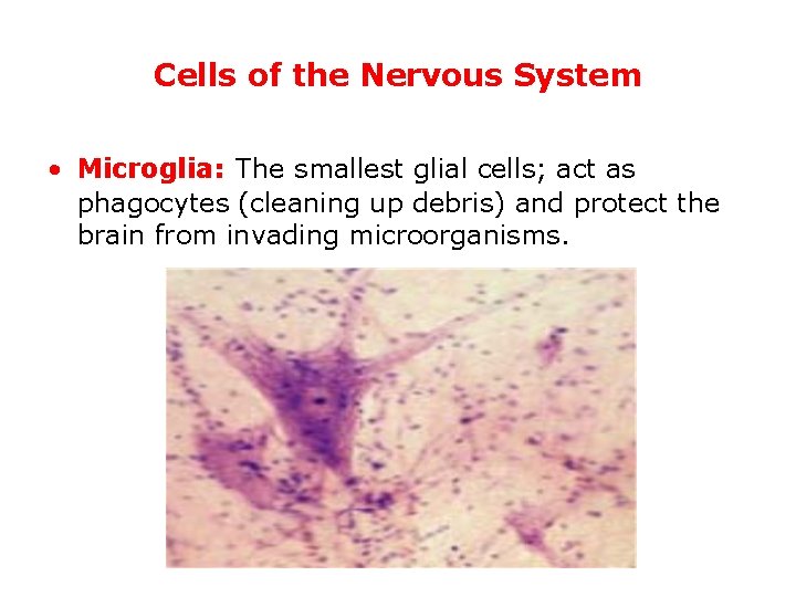 Cells of the Nervous System • Microglia: The smallest glial cells; act as phagocytes