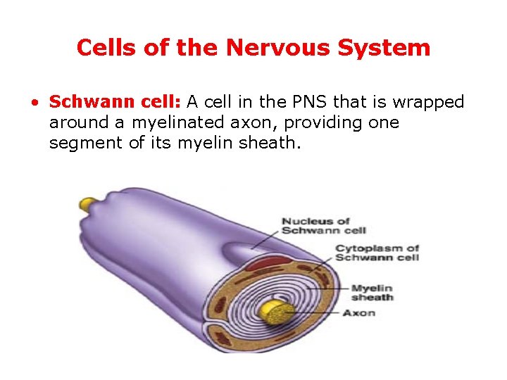 Cells of the Nervous System • Schwann cell: A cell in the PNS that