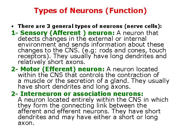 Types of Neurons (Function) • There are 3 general types of neurons (nerve cells):