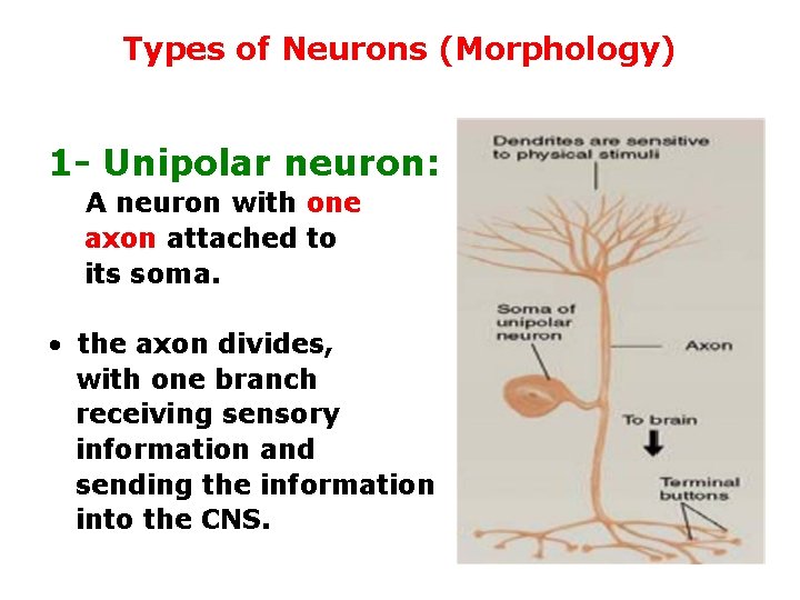 Types of Neurons (Morphology) 1 - Unipolar neuron: A neuron with one axon attached