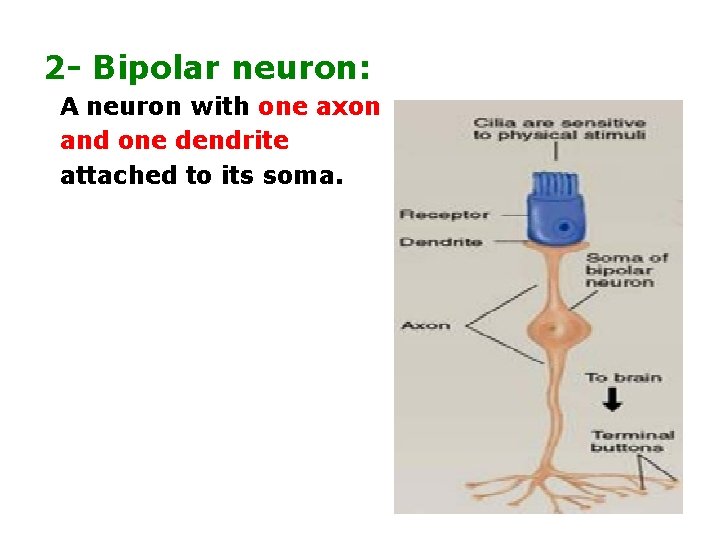 2 - Bipolar neuron: A neuron with one axon and one dendrite attached to
