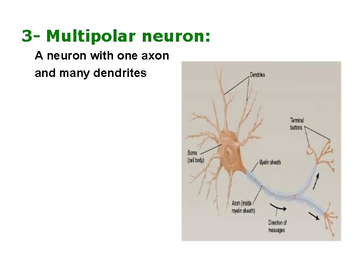 3 - Multipolar neuron: A neuron with one axon and many dendrites 