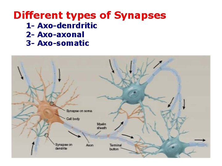 Different types of Synapses 1 - Axo-denrdritic 2 - Axo-axonal 3 - Axo-somatic 