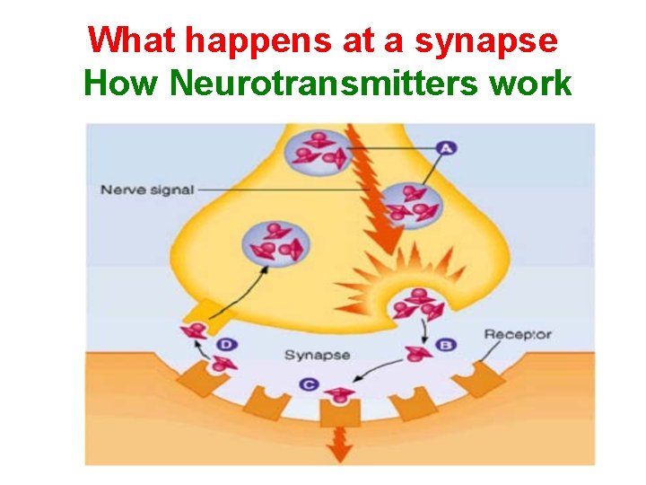 What happens at a synapse How Neurotransmitters work 