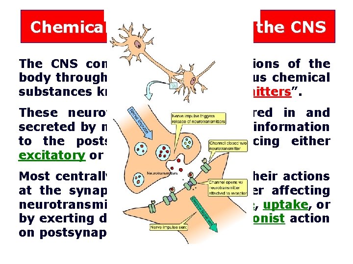 Chemical transmission in the CNS The CNS controls the main functions of the body