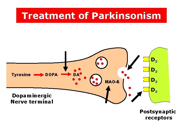 Treatment of Parkinsonism • • • Tyrosine DOPA Dopaminergic Nerve terminal • • •