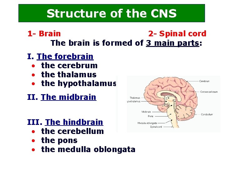 Structure of the CNS 1 - Brain 2 - Spinal cord The brain is