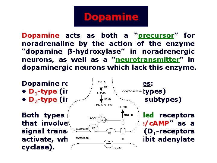 Dopamine acts as both a “precursor” for noradrenaline by the action of the enzyme