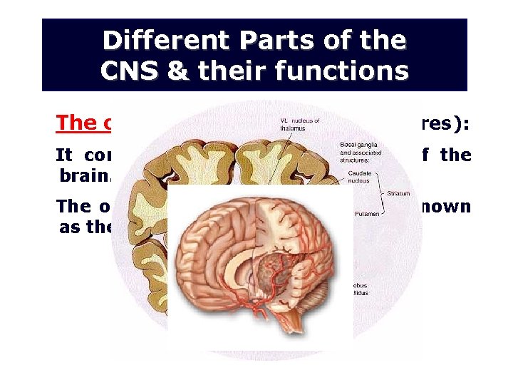 Different Parts of the CNS & their functions The cerebrum (cerebral hemispheres): It constitutes