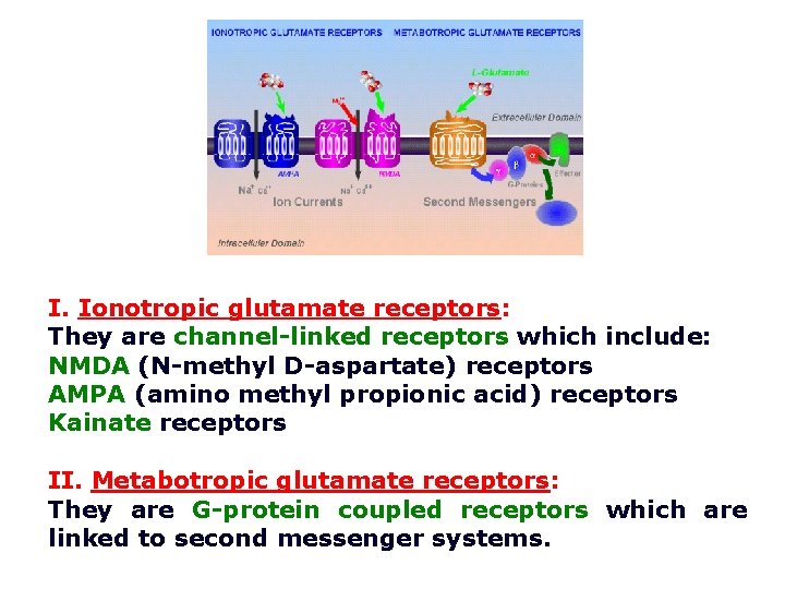 I. Ionotropic glutamate receptors: They are channel-linked receptors which include: NMDA (N-methyl D-aspartate) receptors