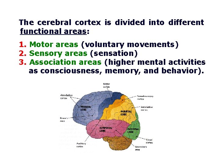 The cerebral cortex is divided into different functional areas: 1. Motor areas (voluntary movements)