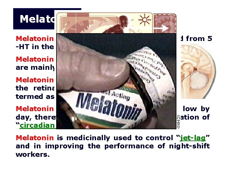 Melatonin is a mediator that is synthesized from 5 -HT in the pineal gland.