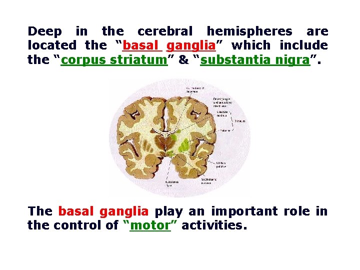 Deep in the cerebral hemispheres are located the “basal ganglia” which include the “corpus