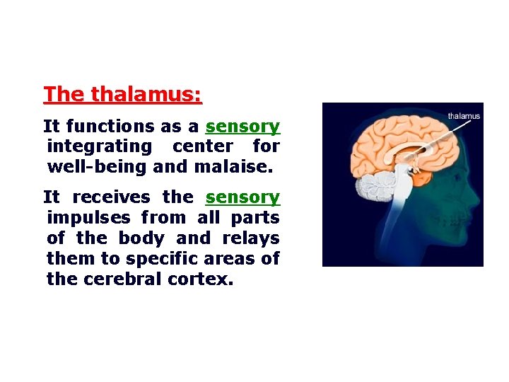 The thalamus: It functions as a sensory integrating center for well-being and malaise. It