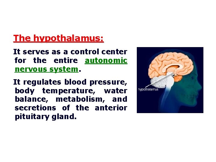 The hypothalamus: It serves as a control center for the entire autonomic nervous system.