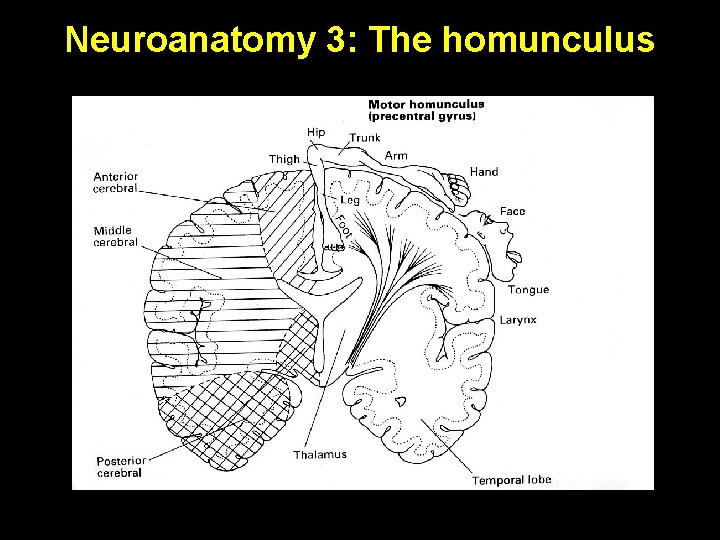 Neuroanatomy 3: The homunculus 