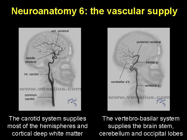 Neuroanatomy 6: the vascular supply The carotid system supplies most of the hemispheres and