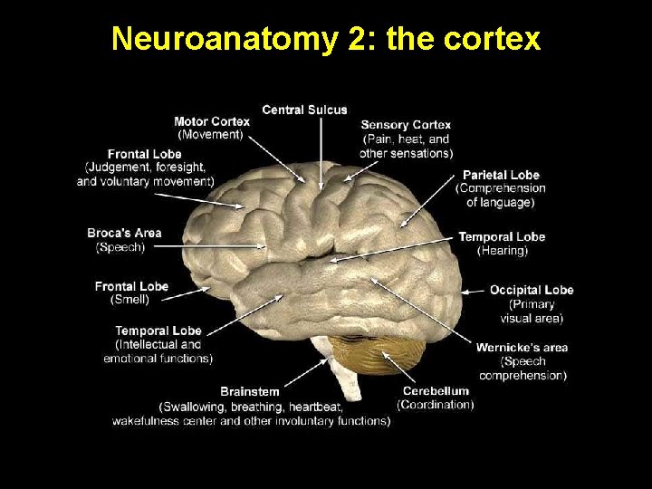 Neuroanatomy 2: the cortex 